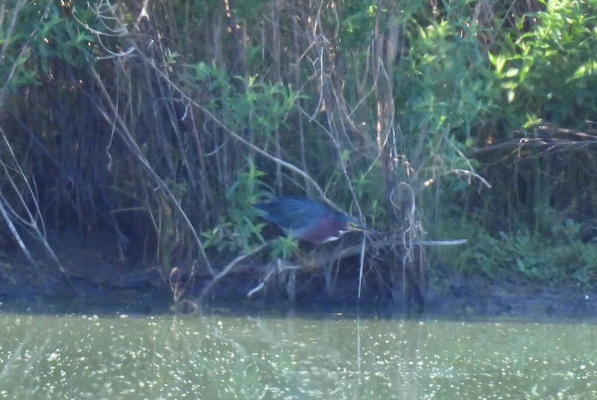 Green Heron - ML640860730