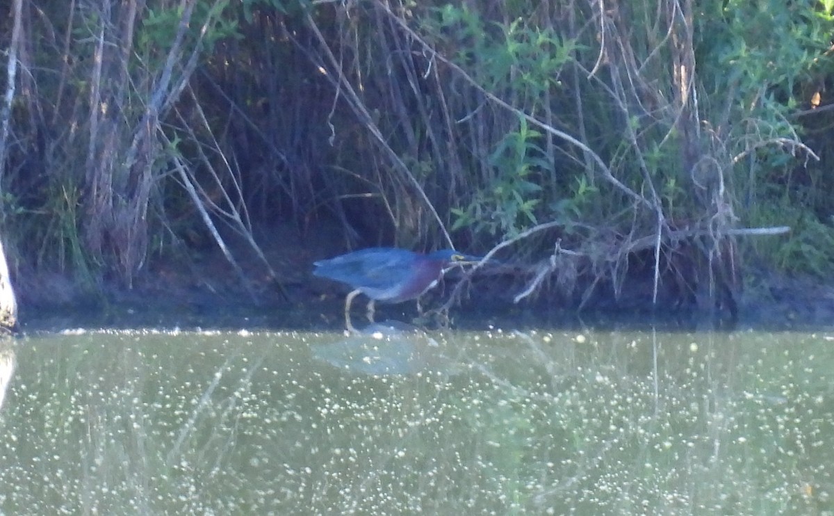 Green Heron - ML640860731