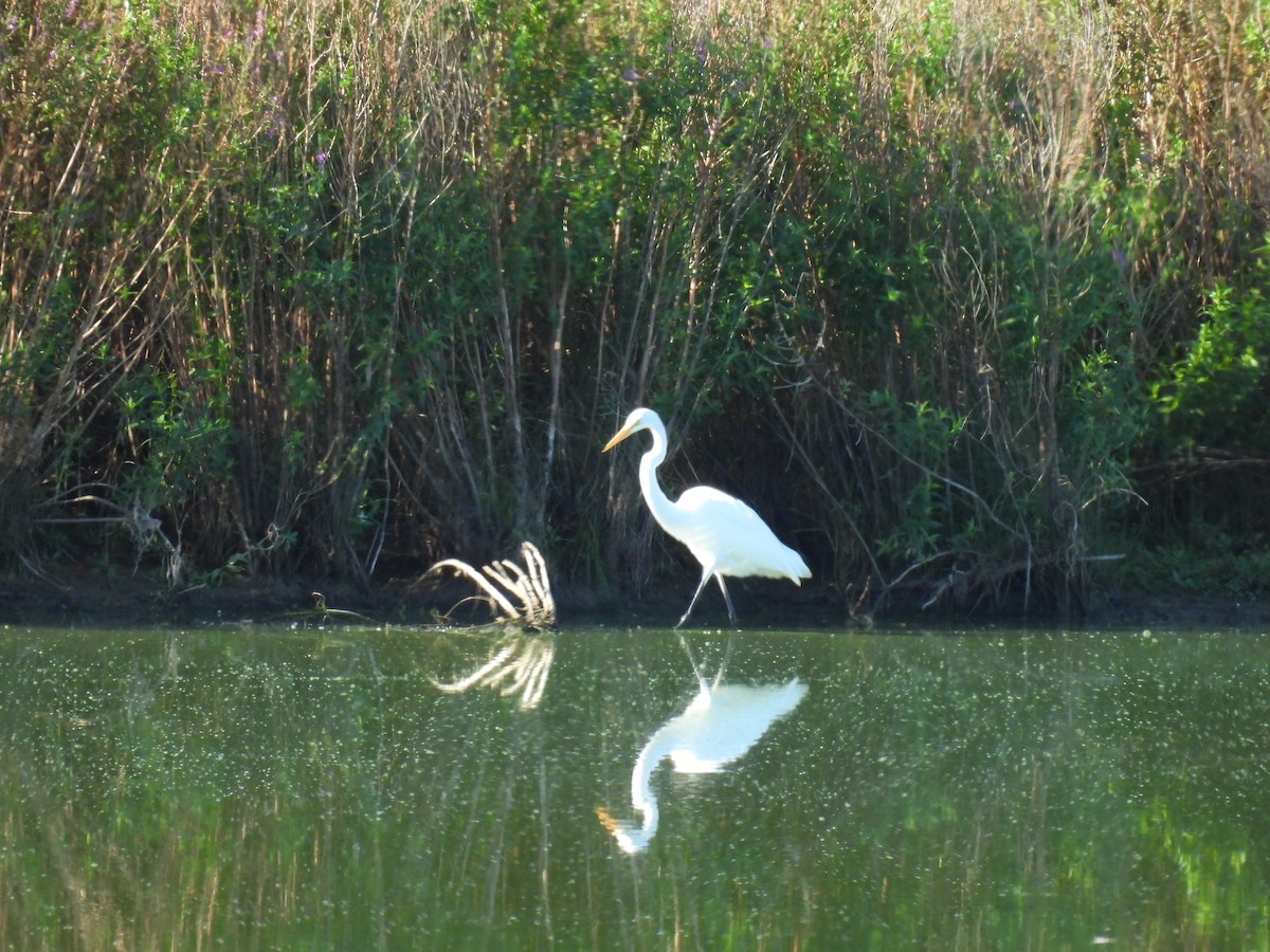 Great Egret - ML640860735