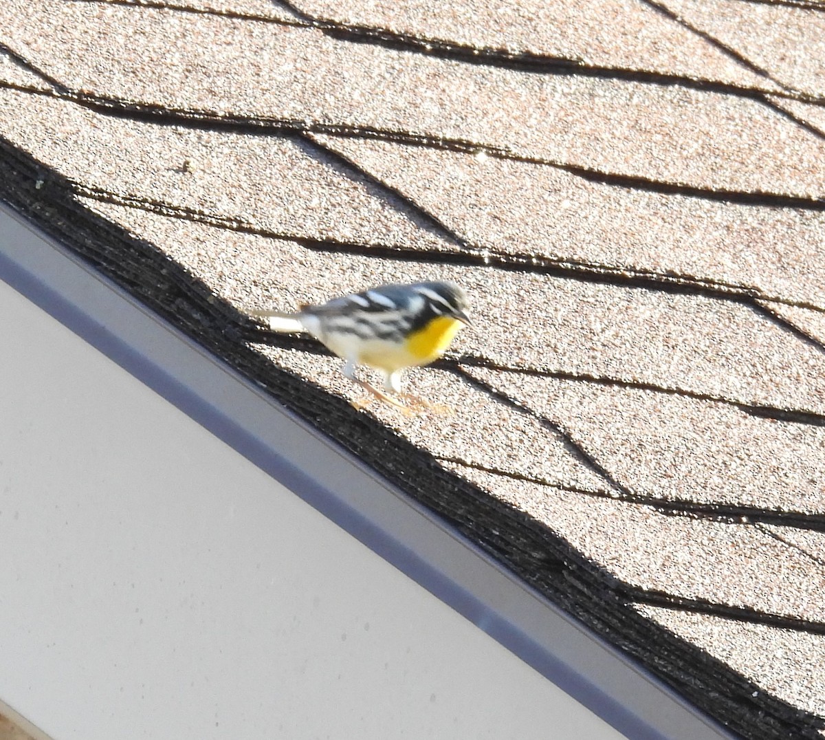 Yellow-throated Warbler - ML640860739