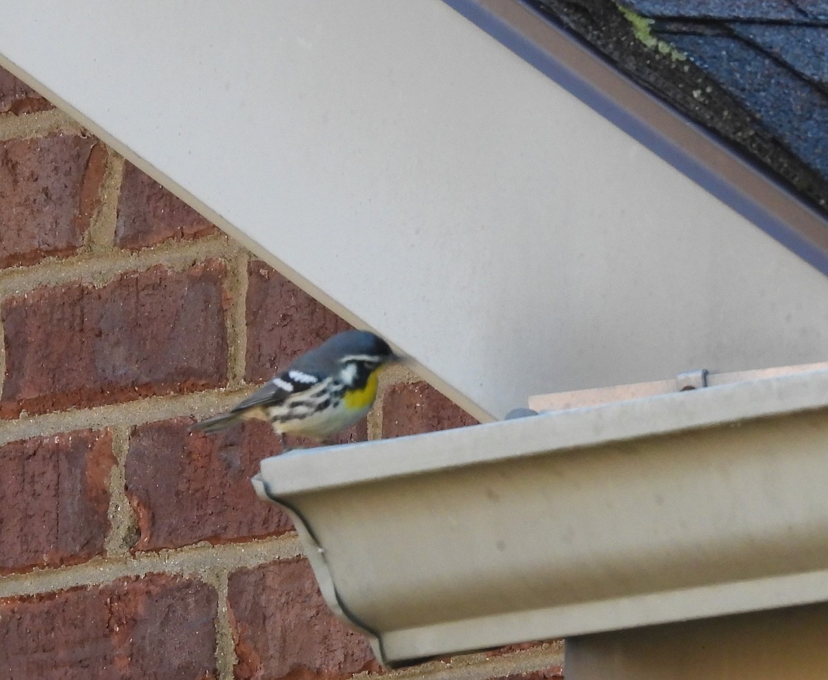 Yellow-throated Warbler - ML640860740