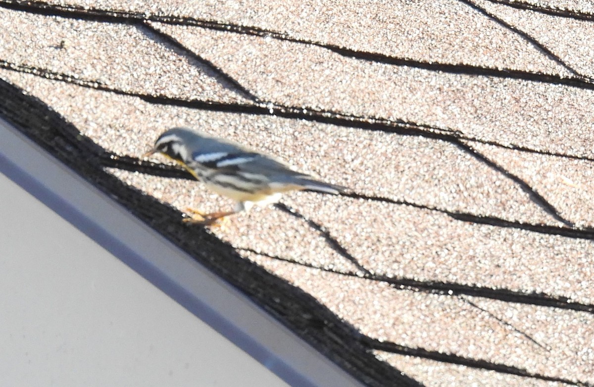 Yellow-throated Warbler - ML640860741