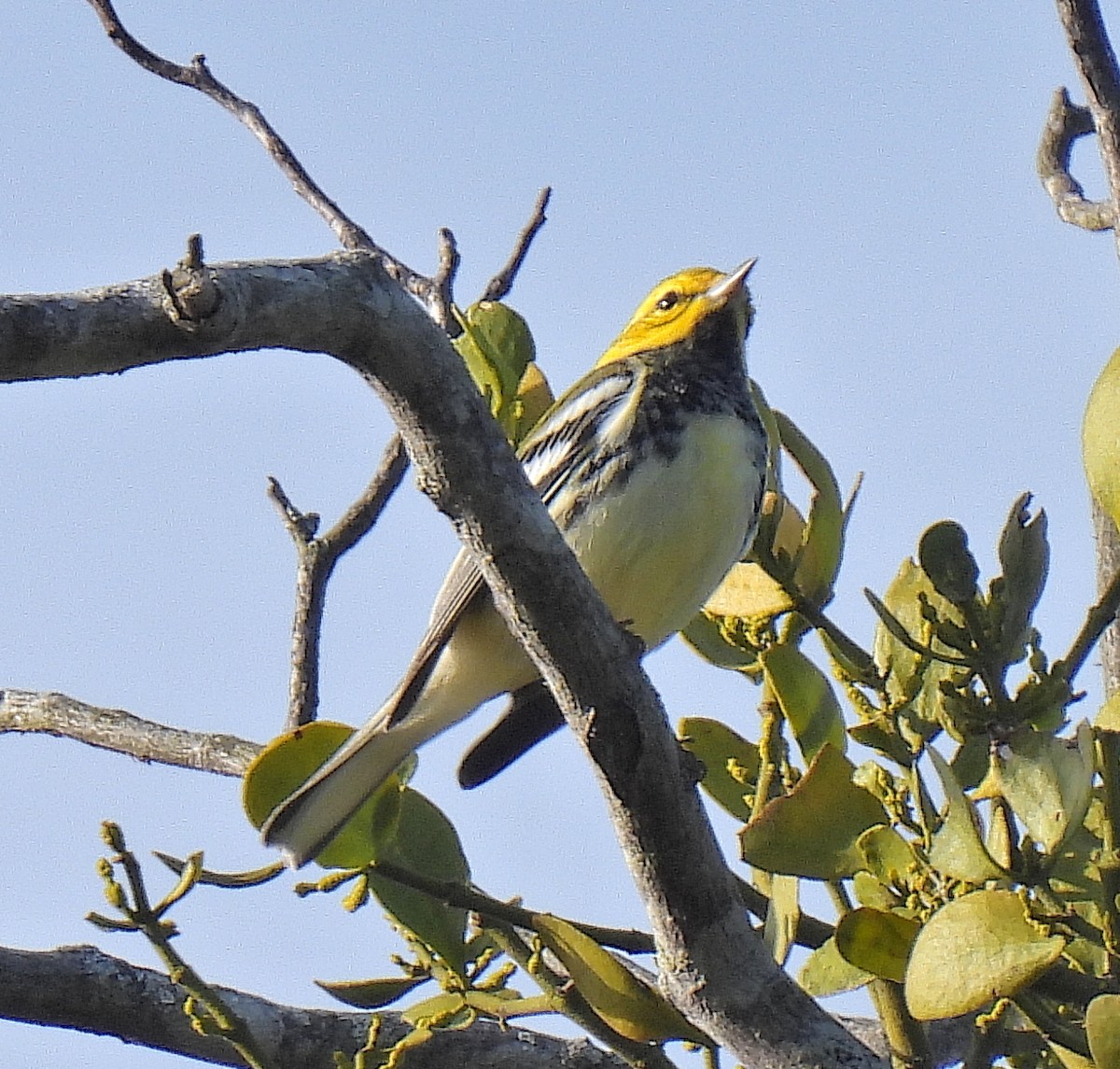 Black-throated Green Warbler - ML640860787