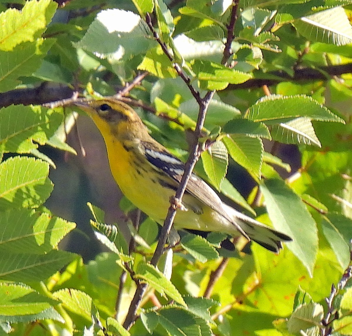 Blackburnian Warbler - ML640860817