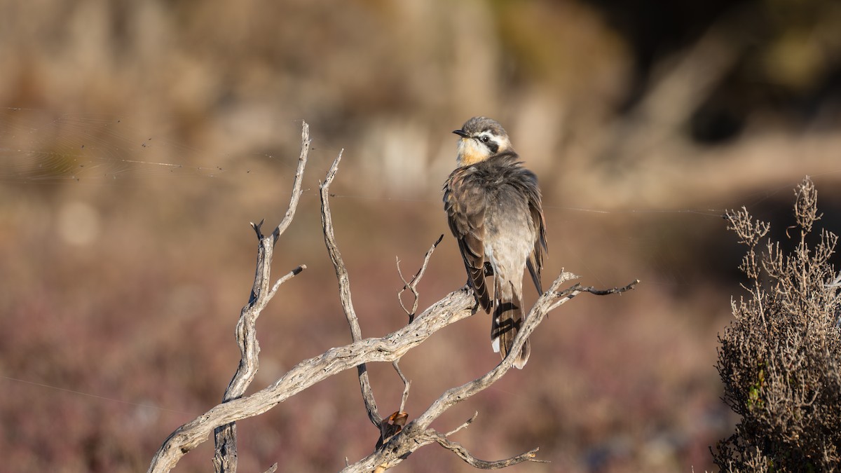 Black-eared Cuckoo - ML640860835