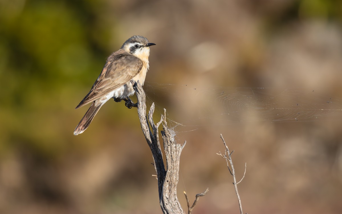 Black-eared Cuckoo - ML640860836