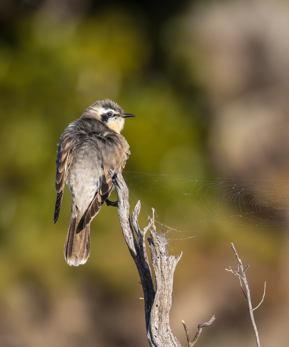 Black-eared Cuckoo - ML640860837