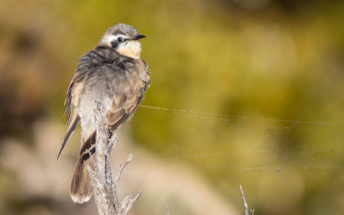 Black-eared Cuckoo - ML640860838