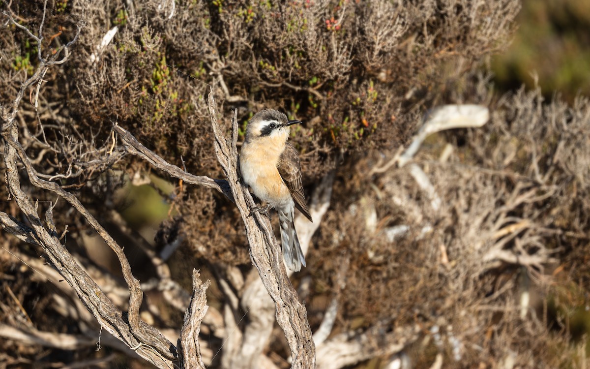 Black-eared Cuckoo - ML640860840
