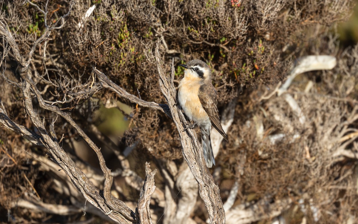 Black-eared Cuckoo - ML640860841