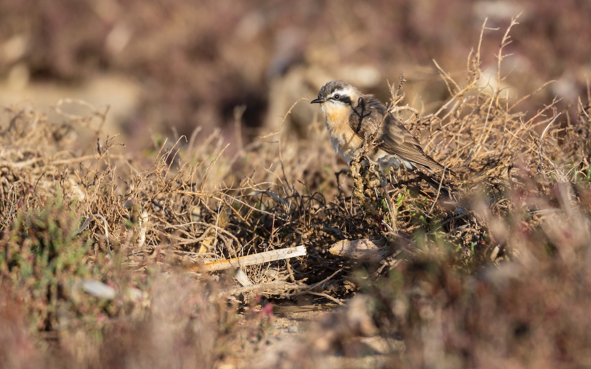 Black-eared Cuckoo - ML640860842