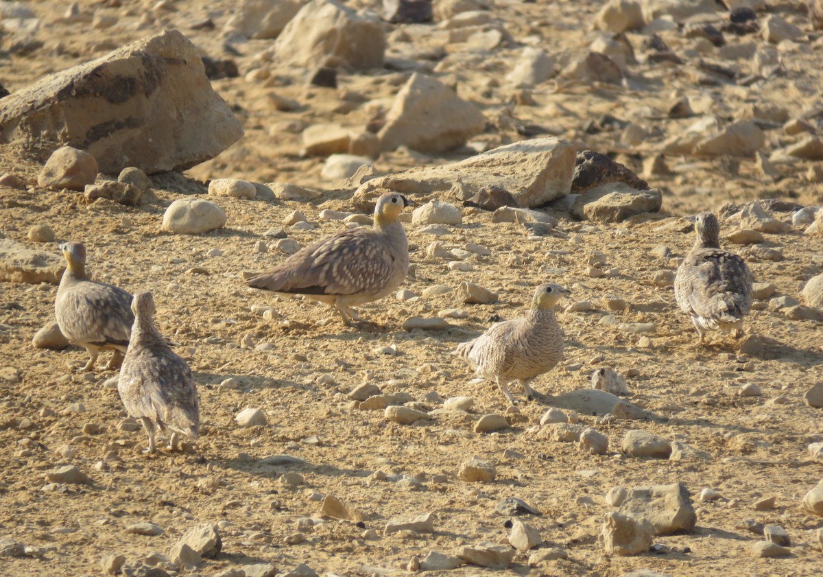 Crowned Sandgrouse - ML640860849
