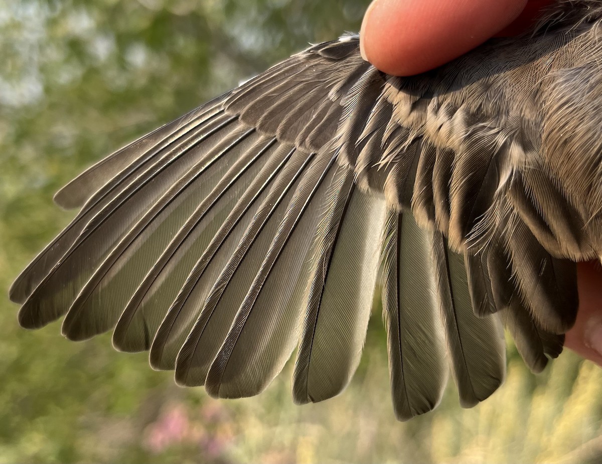 Yellow-rumped Warbler (Audubon's) - ML640860885