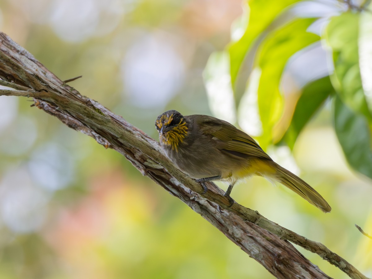 Stripe-throated Bulbul - ML640860925