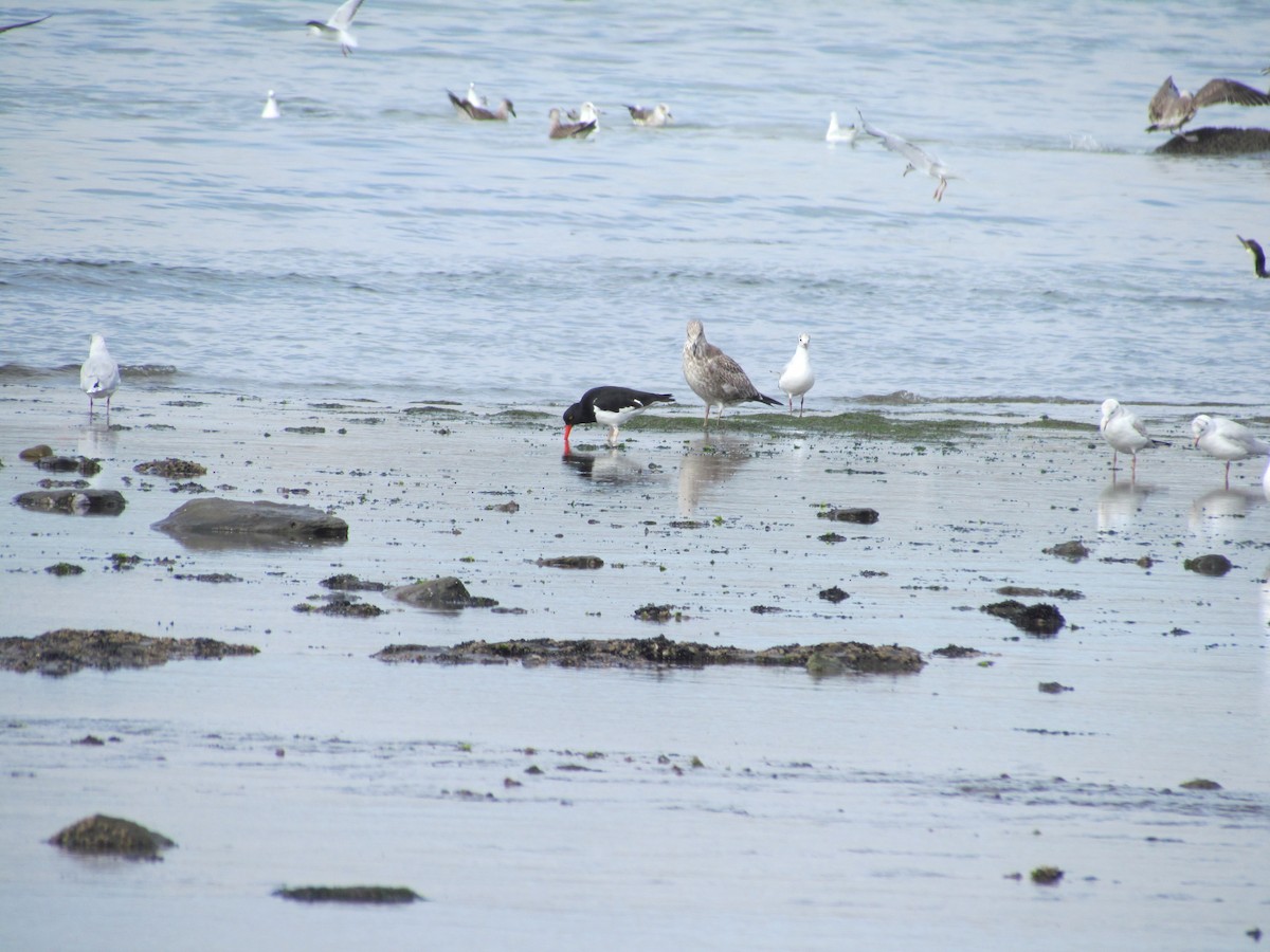 Magellanic Oystercatcher - ML640860965