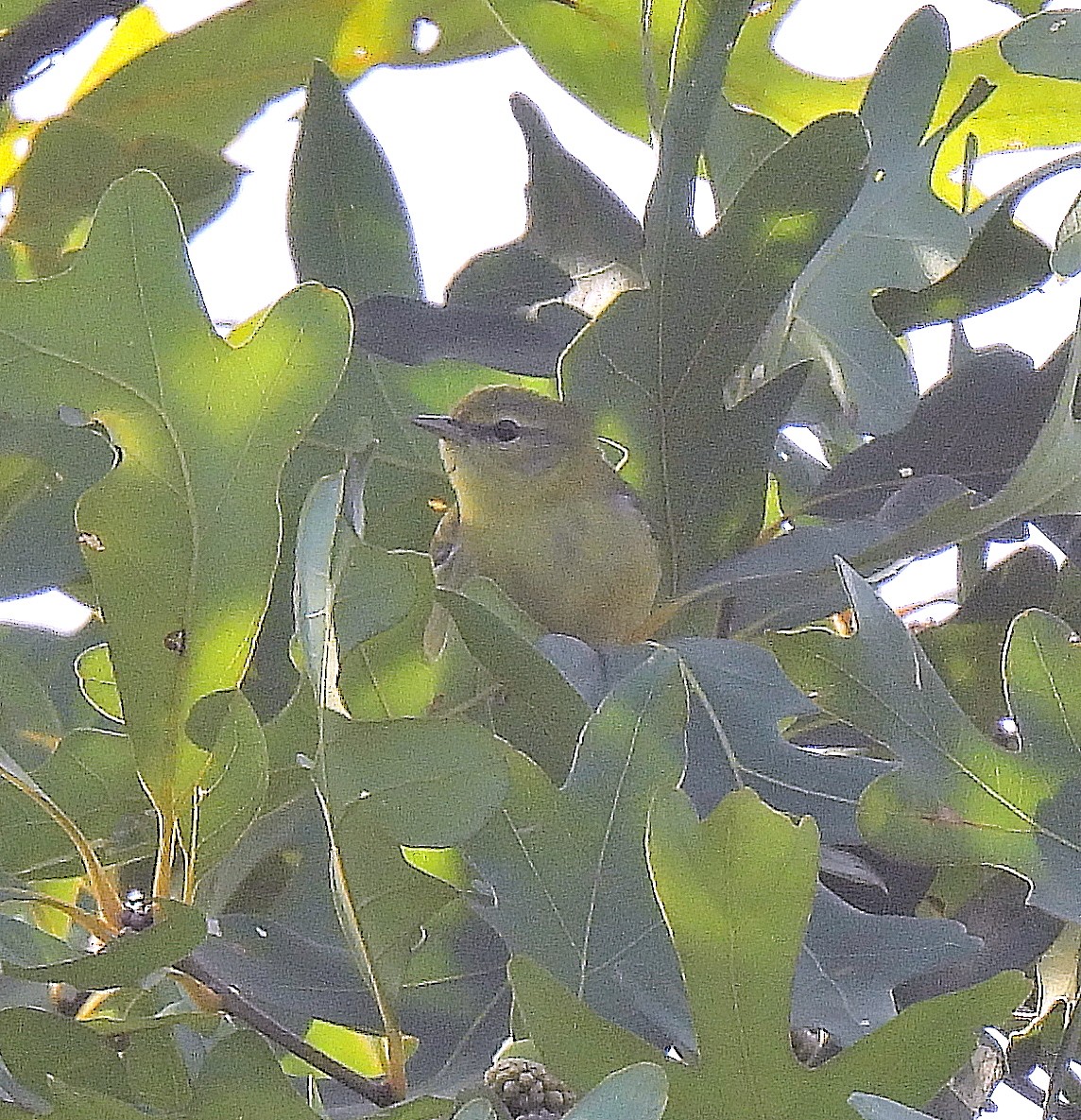 Tennessee Warbler - ML640861015