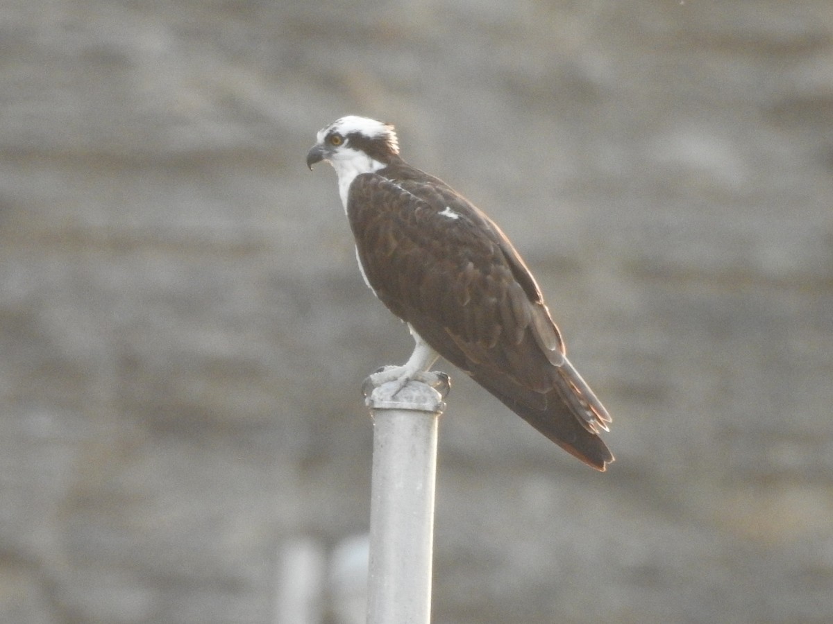 Balbuzard pêcheur - ML640861019