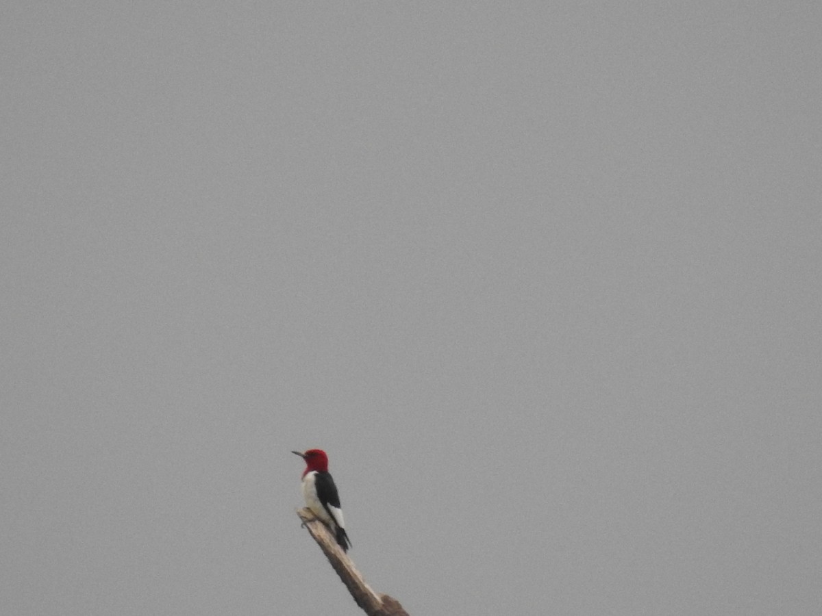 Pic à tête rouge - ML640861024