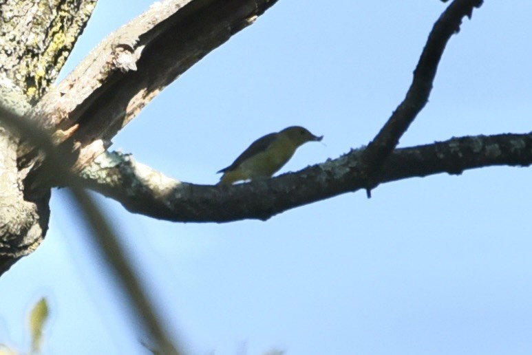 アカフウキンチョウ - ML640861025