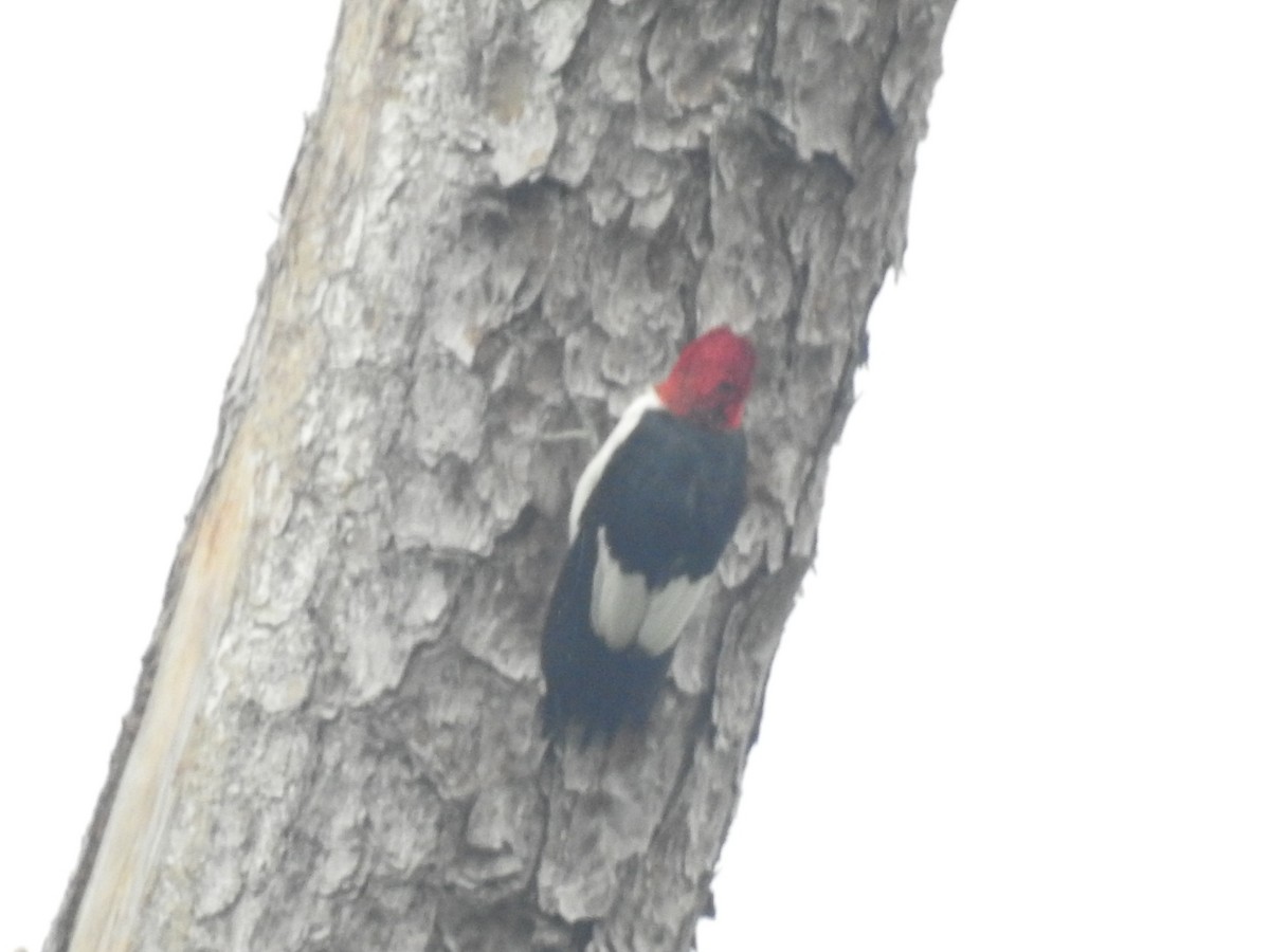 Pic à tête rouge - ML640861034
