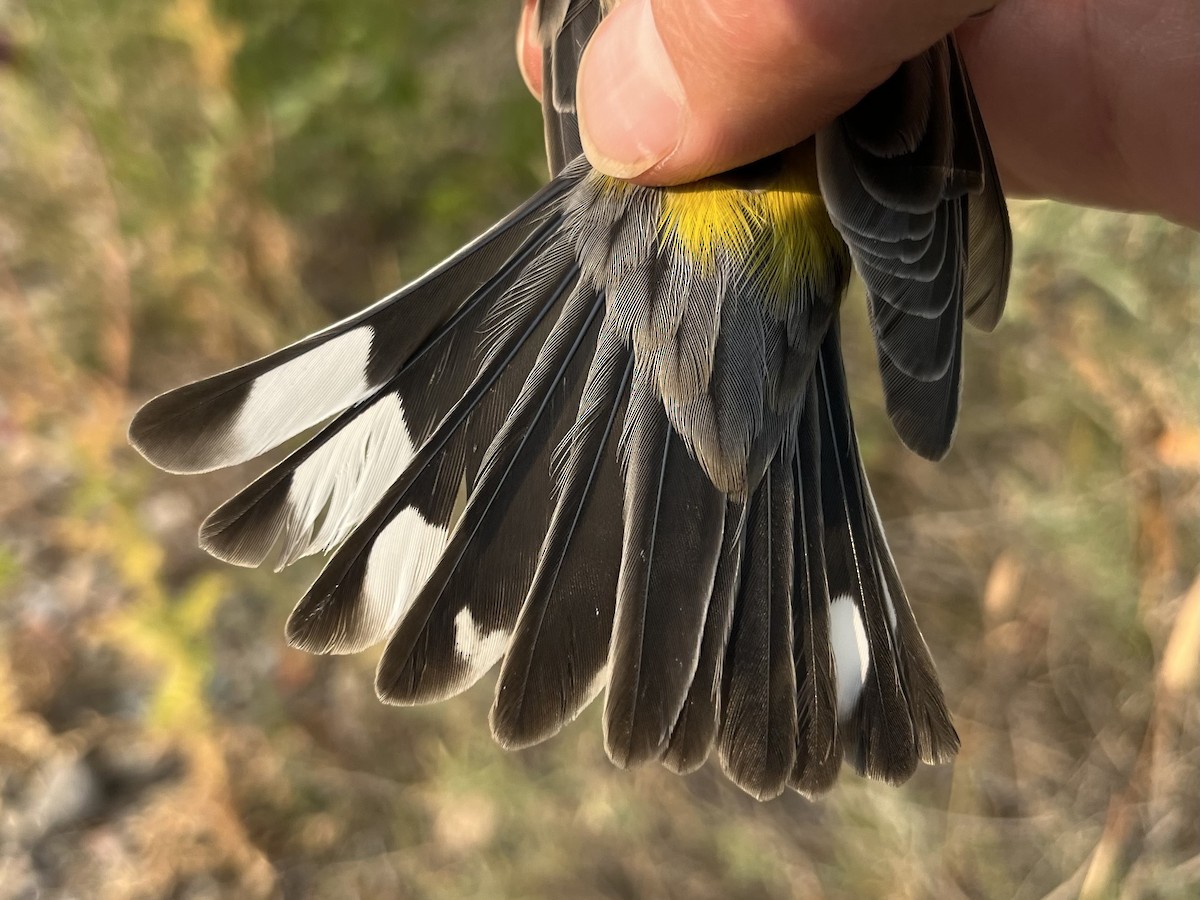 Yellow-rumped Warbler (Audubon's) - ML640861035
