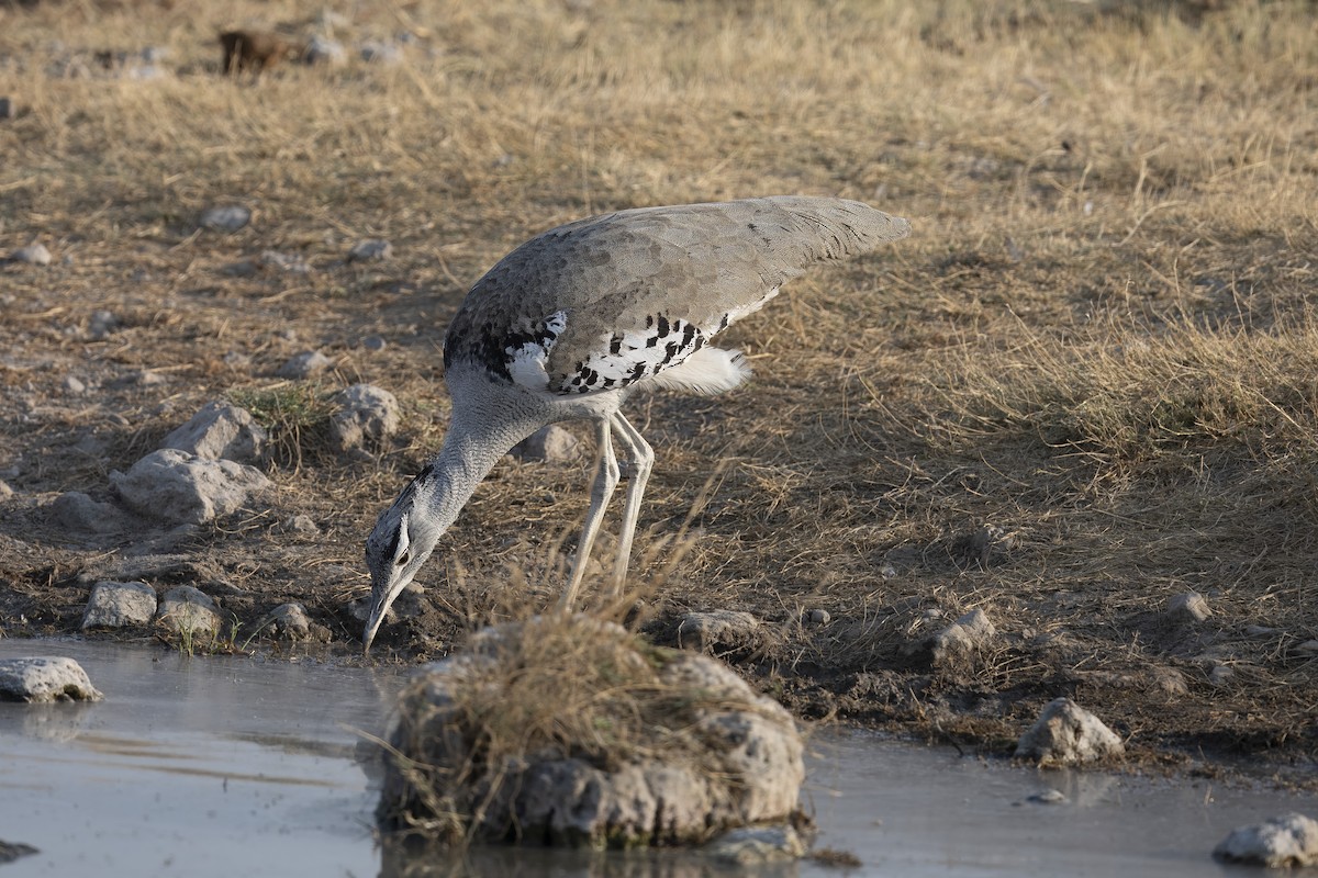 Kori Bustard - ML640861044