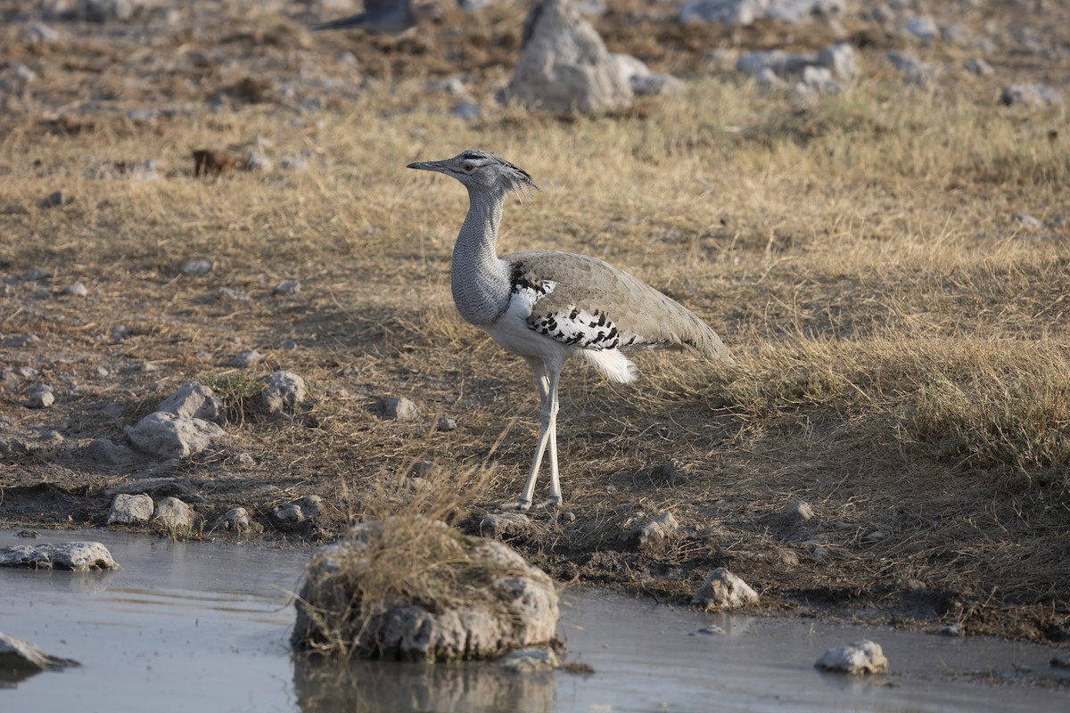 Kori Bustard - ML640861045