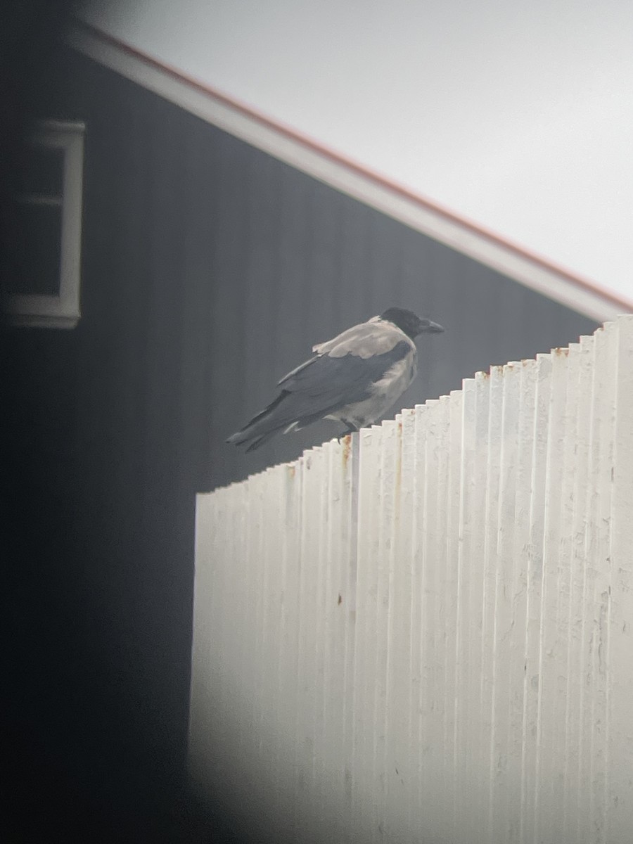 Hooded Crow - ML640861057