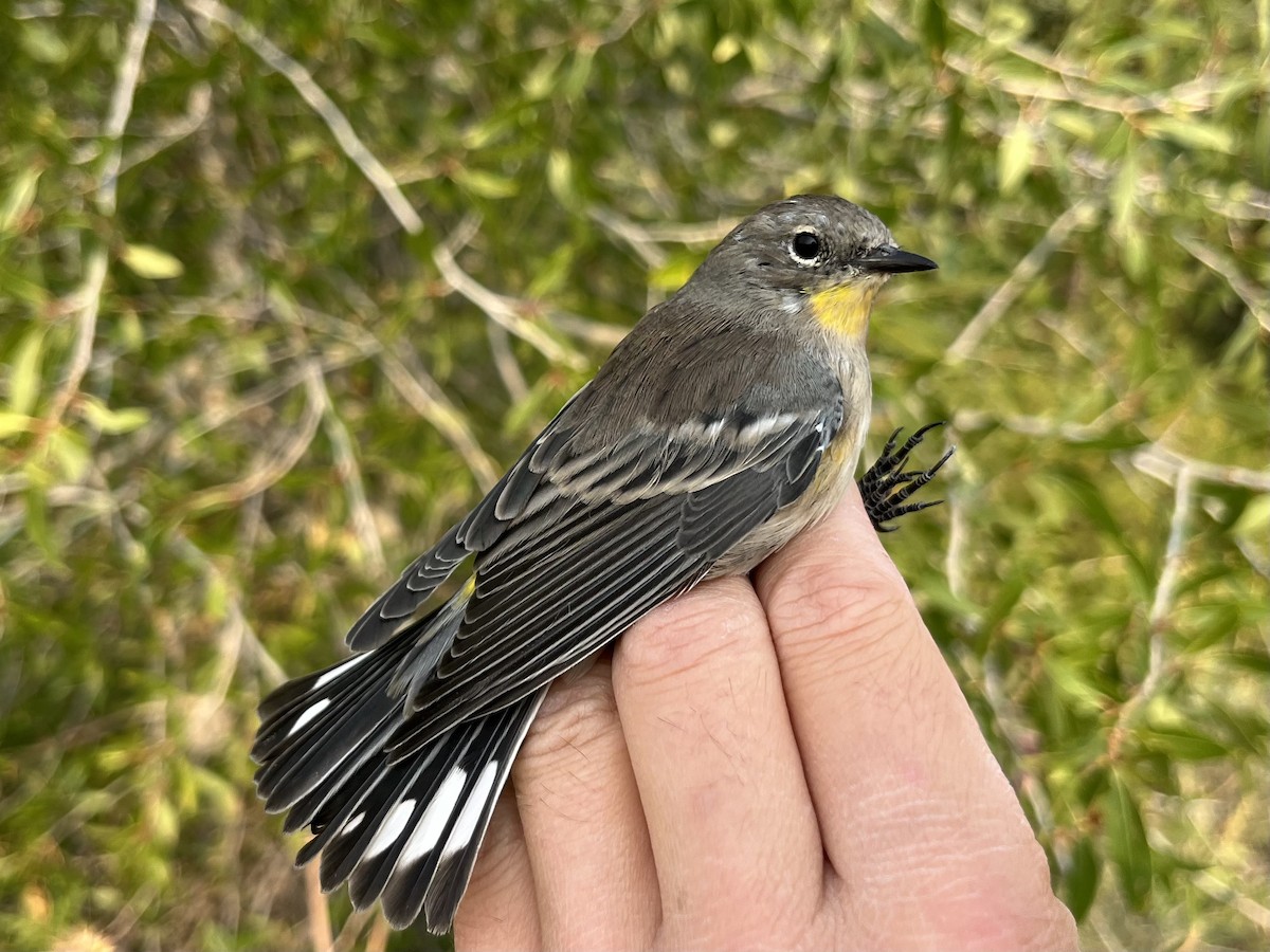 Yellow-rumped Warbler (Audubon's) - ML640861076