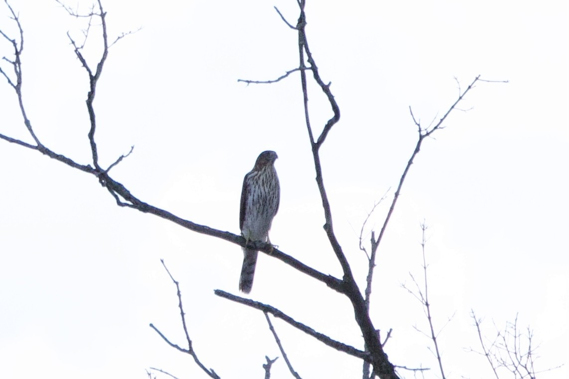 Cooper's Hawk - ML640861084