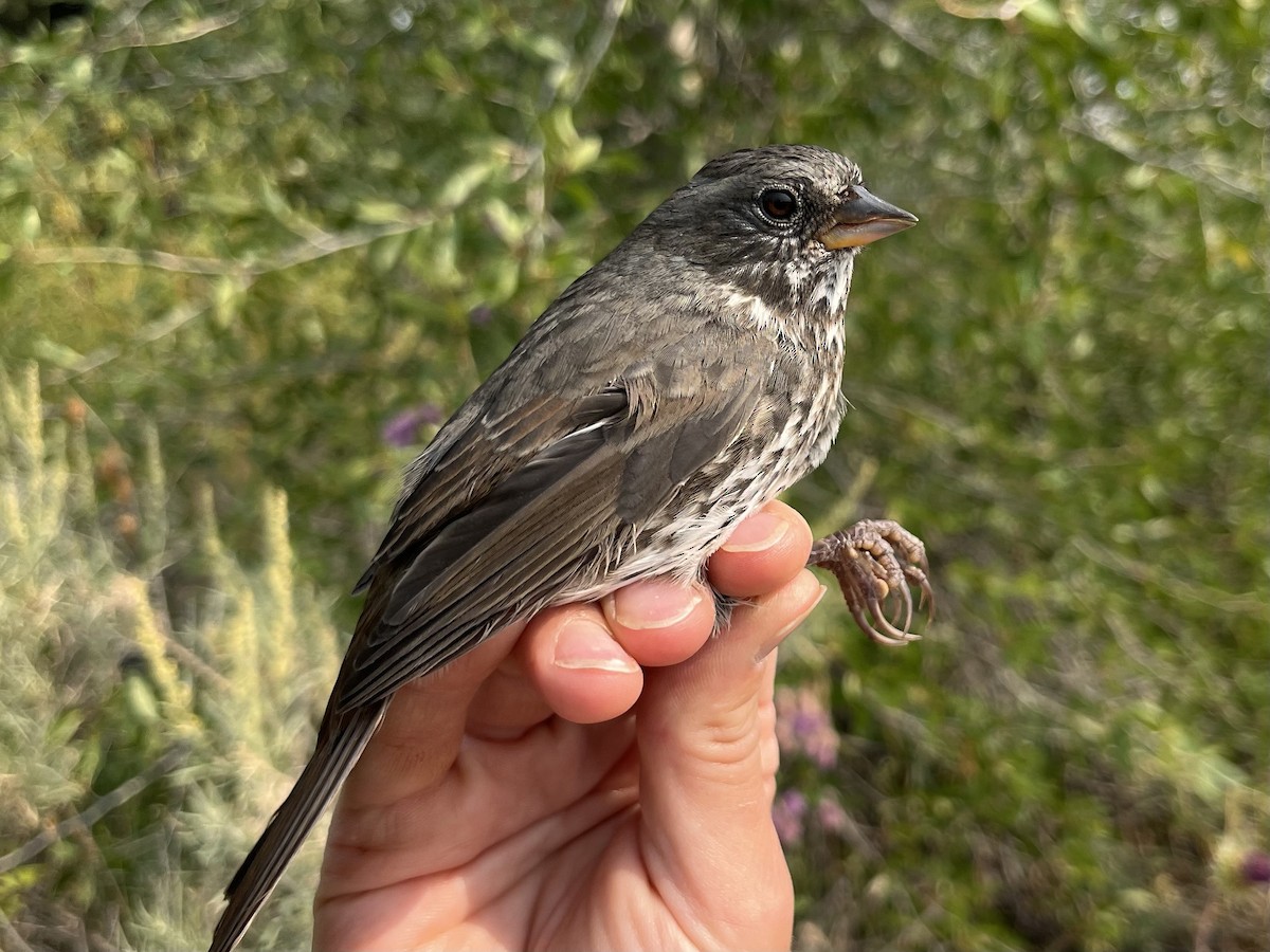 Fox Sparrow (Slate-colored) - ML640861146