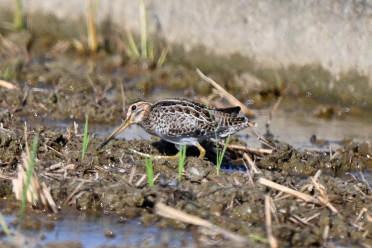 Pin-tailed Snipe - ML640861160