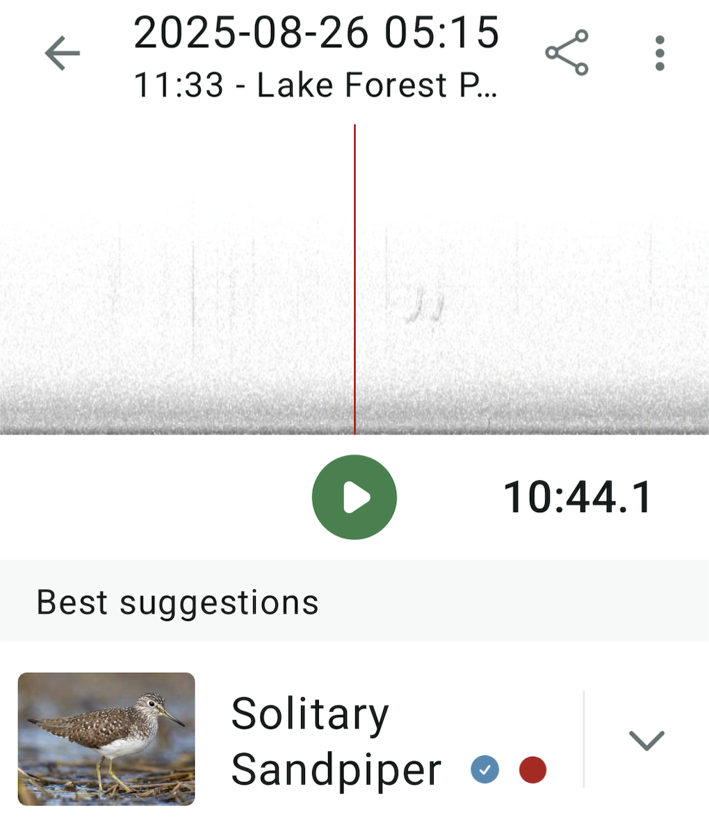 Solitary Sandpiper - ML640861168