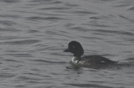 Barrow's Goldeneye - ML640861170