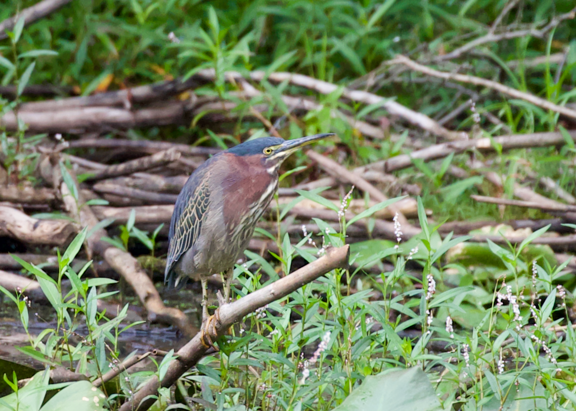 Green Heron - ML640861179