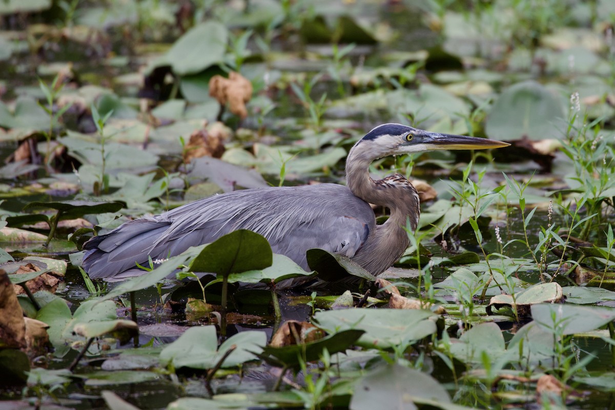 Great Blue Heron - ML640861187