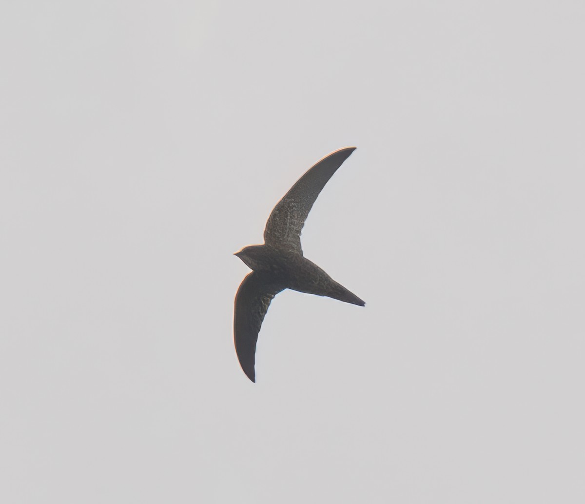 African Swift - ML640861261