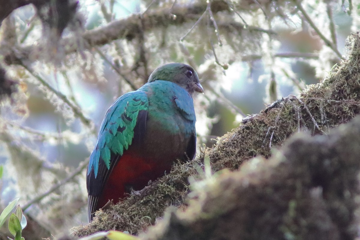 Quetzal doré - ML640861281