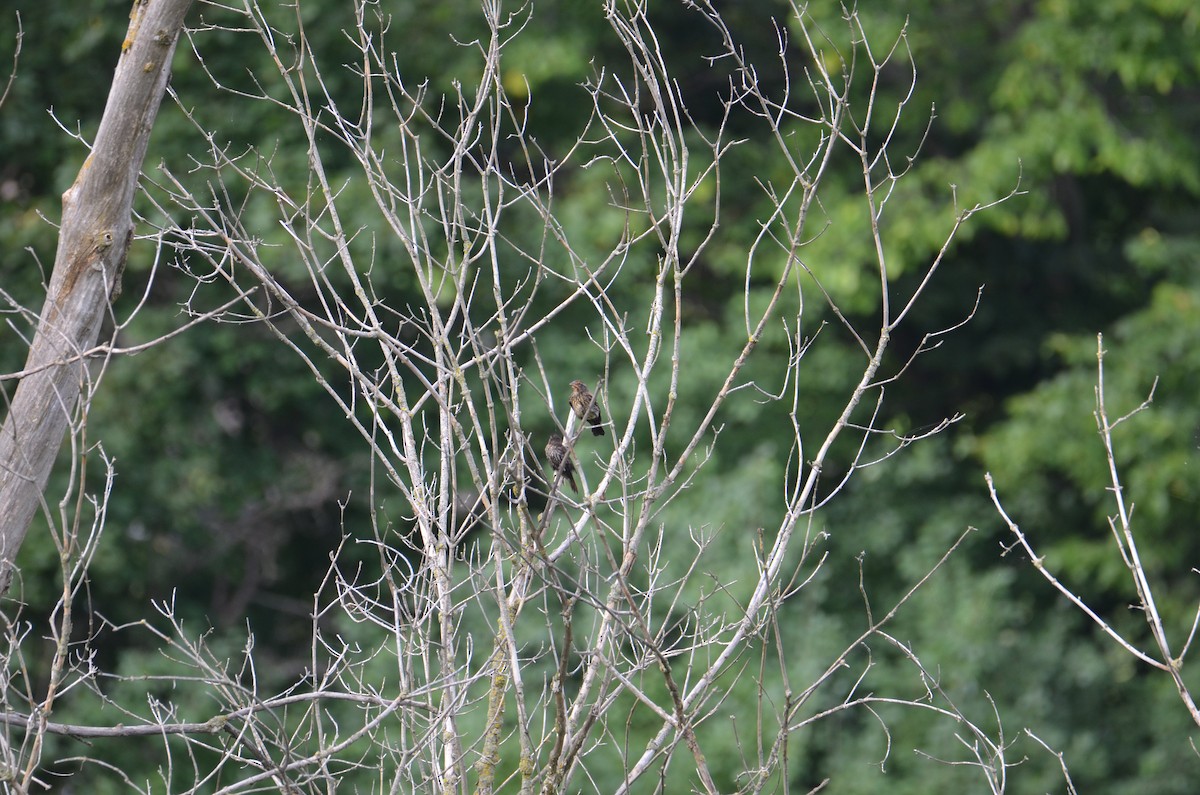 Red-winged Blackbird - ML640861293