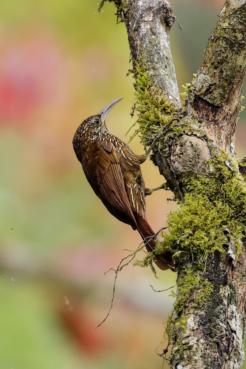 Montane Woodcreeper - ML640861299