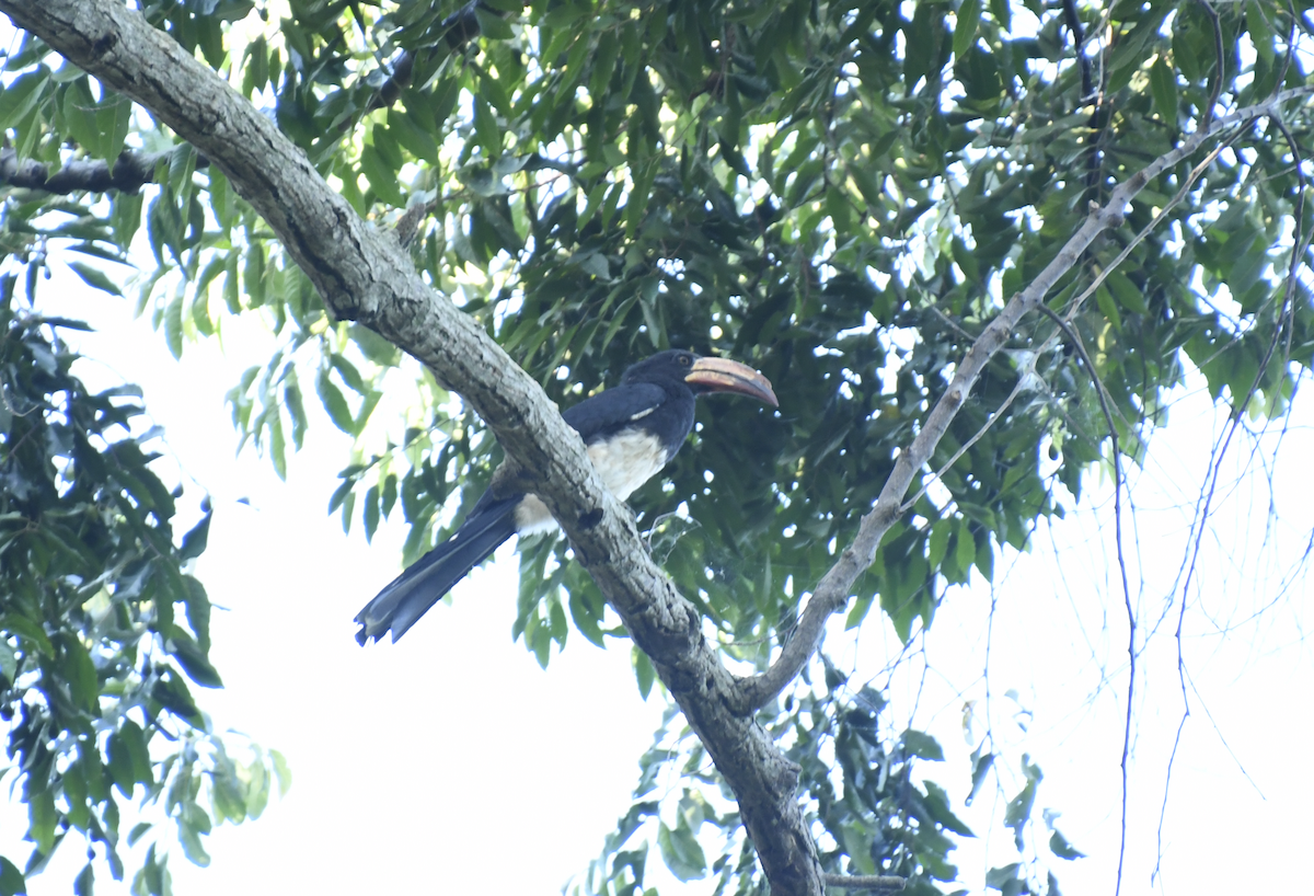 Congo Pied Hornbill - ML640861300