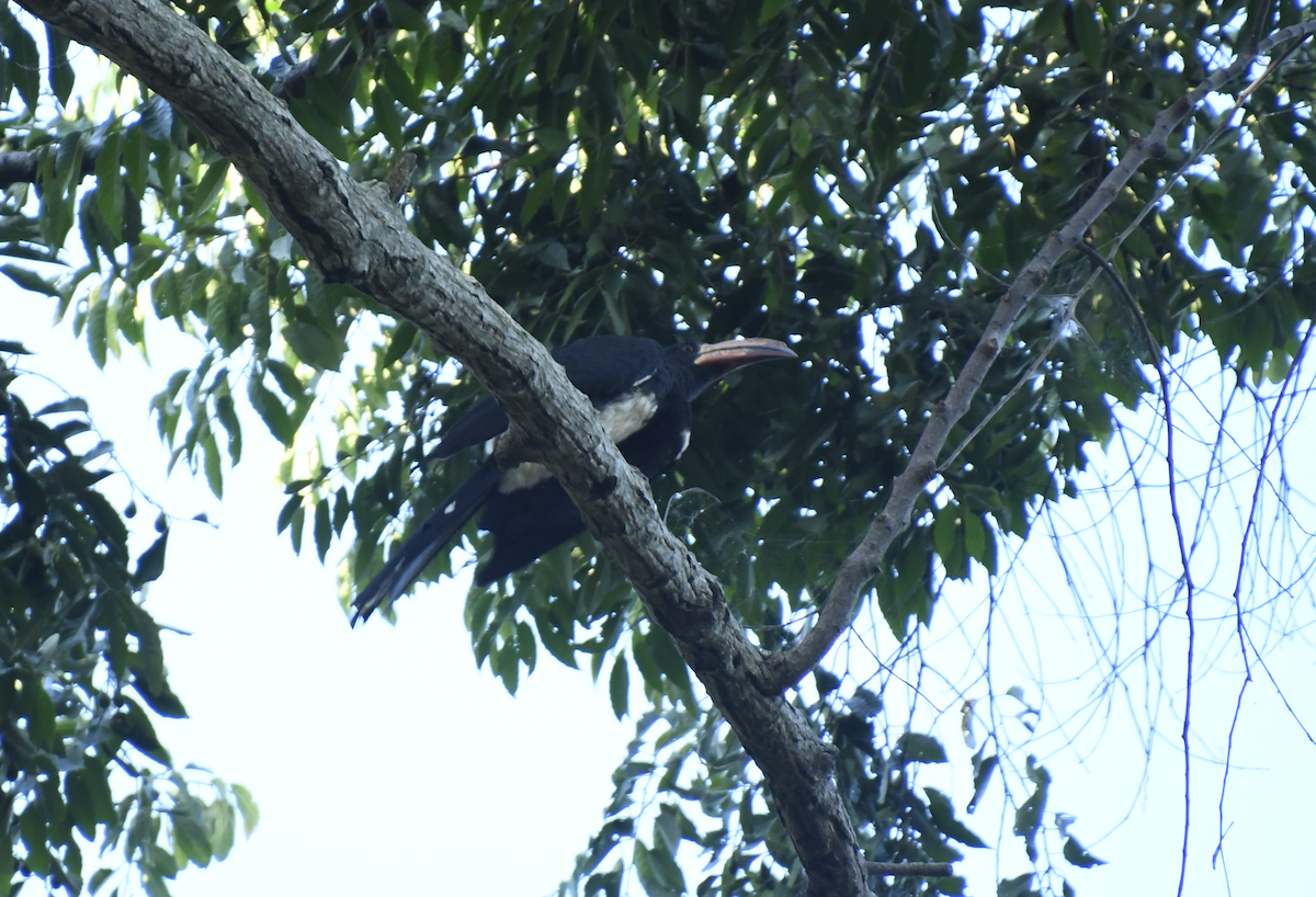 Congo Pied Hornbill - ML640861301