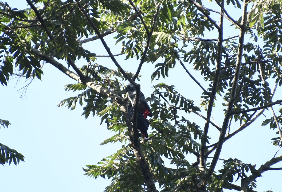 Gray Parrot - ML640861344