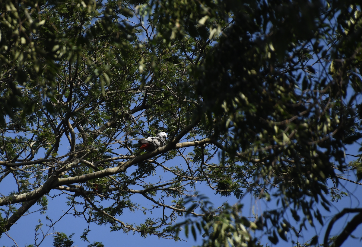 Gray Parrot - ML640861350