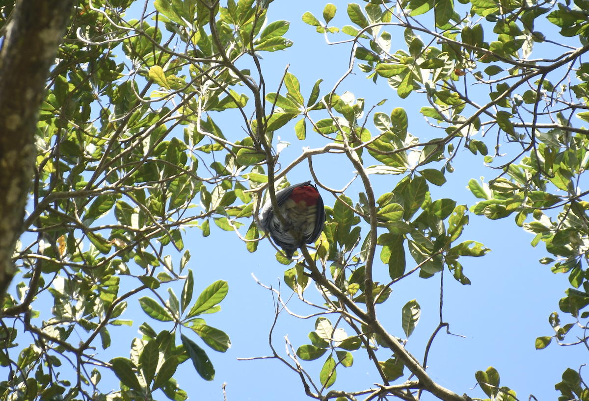 Gray Parrot - ML640861351