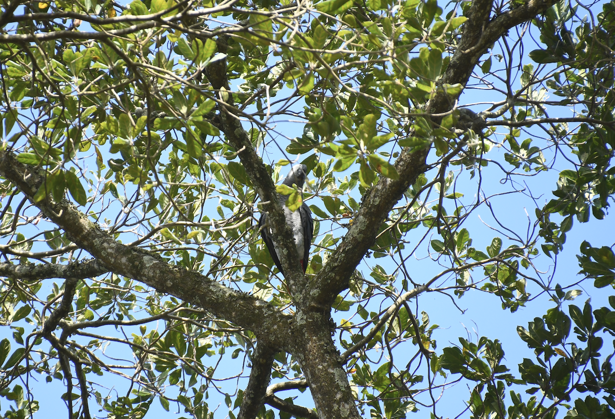 Gray Parrot - ML640861352