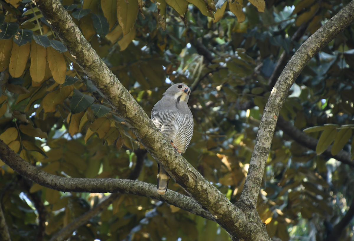 Lizard Buzzard - ML640861362
