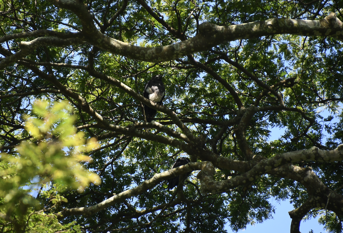 Bat Hawk - ML640861379