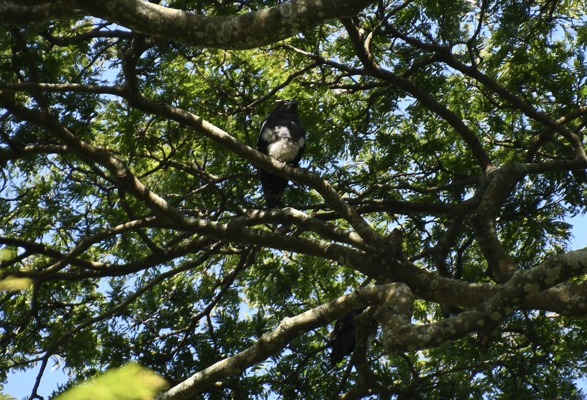 Bat Hawk - ML640861380