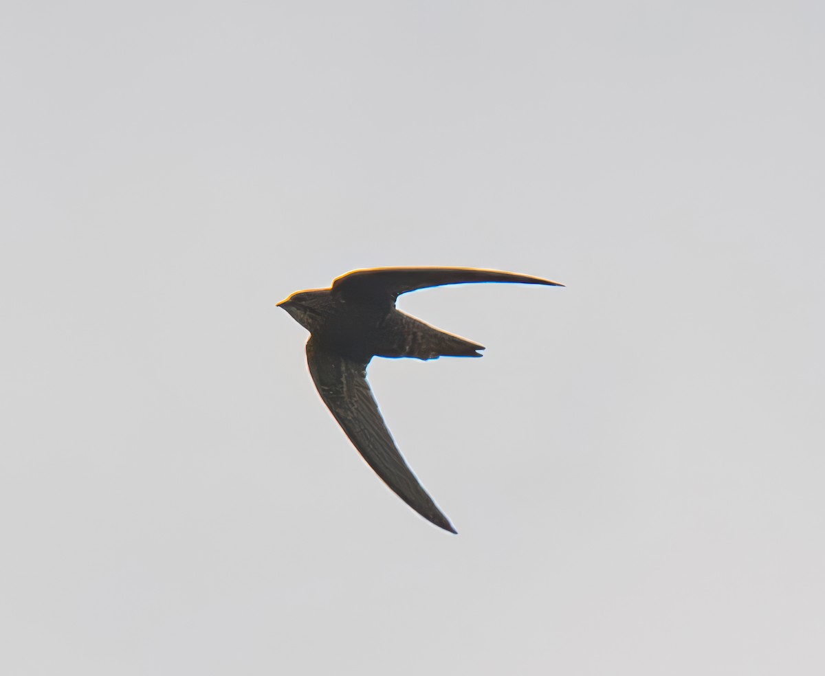 African Swift - ML640861389